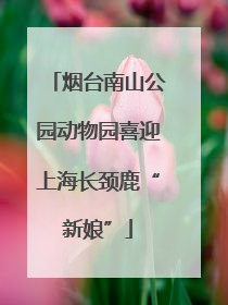 烟台南山公园动物园喜迎上海长颈鹿“新娘”