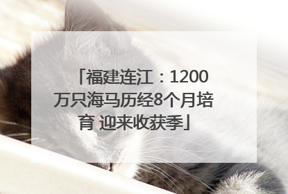 福建连江：1200万只海马历经8个月培育 迎来收获季