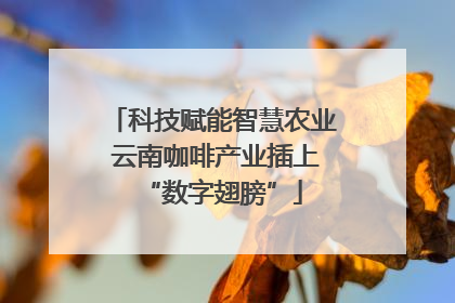 科技赋能智慧农业 云南咖啡产业插上“数字翅膀”