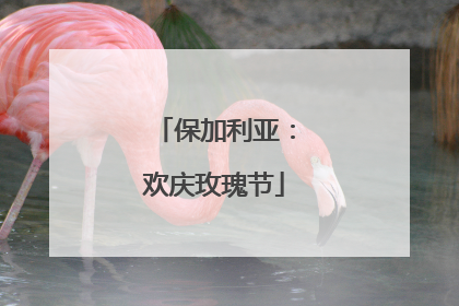 保加利亚：欢庆玫瑰节
