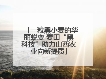 一粒黑小麦的华丽蜕变 麦田“黑科技”助力山西农业向新提质