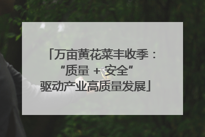 万亩黄花菜丰收季：“质量 + 安全” 驱动产业高质量发展