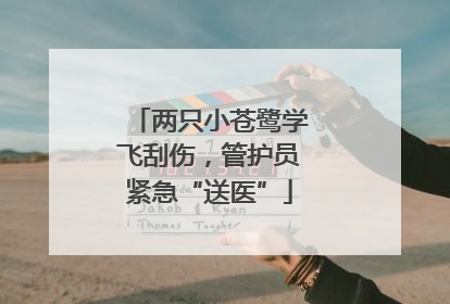 两只小苍鹭学飞刮伤，管护员紧急“送医”