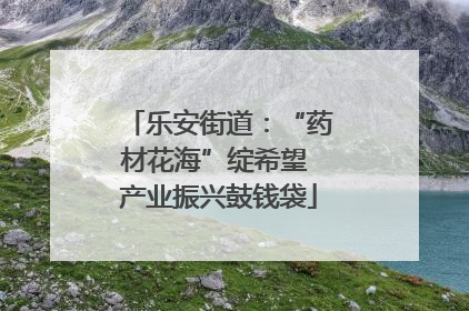 乐安街道：“药材花海”绽希望 产业振兴鼓钱袋