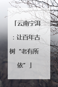 云南宁洱：让百年古树“老有所依”