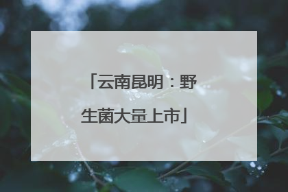 云南昆明：野生菌大量上市