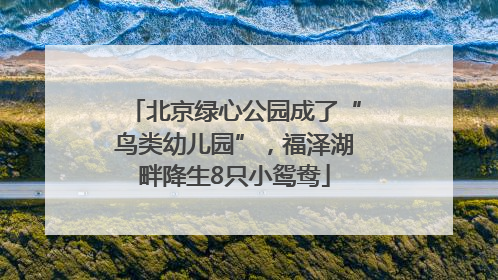 北京绿心公园成了“鸟类幼儿园”，福泽湖畔降生8只小鸳鸯
