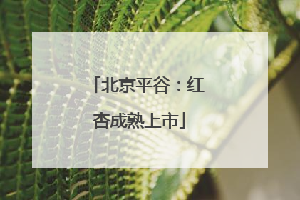 北京平谷：红杏成熟上市