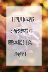 四川成都：宠物看中医体验针灸治疗