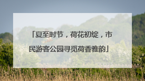 夏至时节，荷花初绽，市民游客公园寻觅荷香雅韵