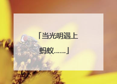 当光明遇上蚂蚁……