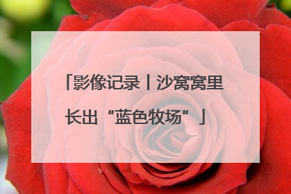 影像记录丨沙窝窝里长出“蓝色牧场”