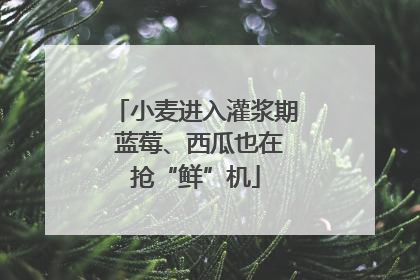 小麦进入灌浆期 蓝莓、西瓜也在抢“鲜”机