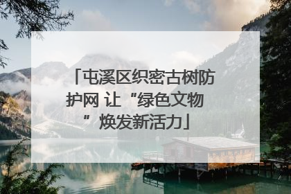 屯溪区织密古树防护网 让“绿色文物”焕发新活力