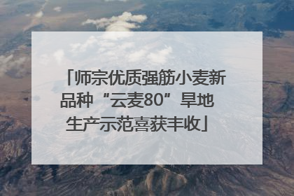师宗优质强筋小麦新品种“云麦80”旱地生产示范喜获丰收