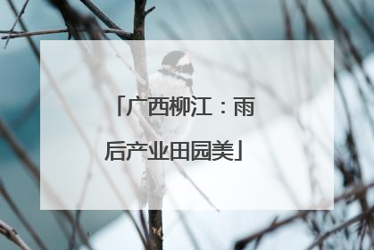 广西柳江：雨后产业田园美