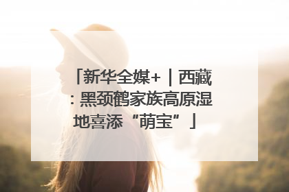 新华全媒+｜西藏：黑颈鹤家族高原湿地喜添“萌宝”