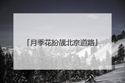 月季花扮靓北京道路