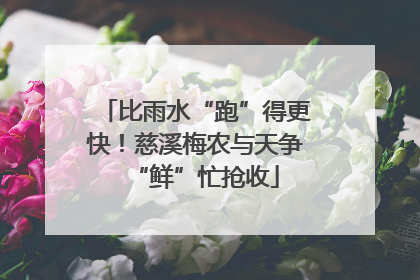 比雨水“跑”得更快！慈溪梅农与天争“鲜”忙抢收