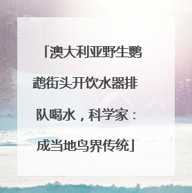 澳大利亚野生鹦鹉街头开饮水器排队喝水，科学家：成当地鸟界传统