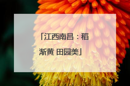 江西南昌：稻渐黄 田园美