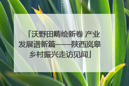 沃野田畴绘新卷 产业发展谱新篇——陕西岚皋乡村振兴走访见闻