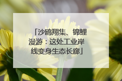 沙鸥翔集、锦鲤漫游：这处工业岸线变身生态长廊