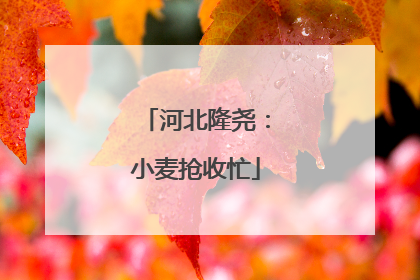 河北隆尧：小麦抢收忙