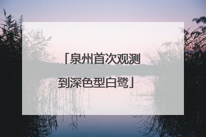 泉州首次观测到深色型白鹭