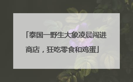 泰国一野生大象凌晨闯进商店，狂吃零食和鸡蛋