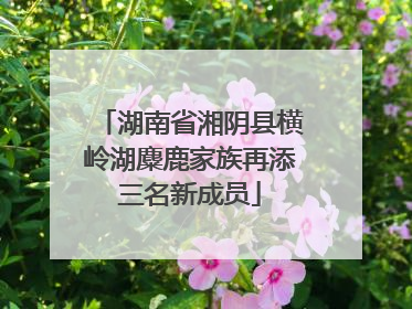 湖南省湘阴县横岭湖麋鹿家族再添三名新成员