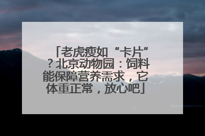 老虎瘦如“卡片”？北京动物园：饲料能保障营养需求，它体重正常，放心吧