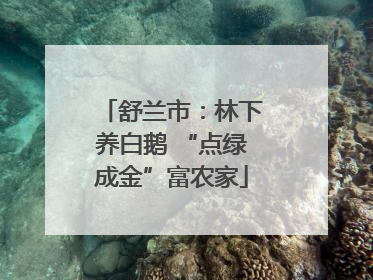 舒兰市：林下养白鹅 “点绿成金”富农家