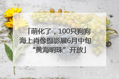 萌化了，100只狗狗海上肖像摄影展6月中旬“黄海明珠”开放