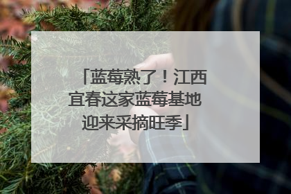 蓝莓熟了！江西宜春这家蓝莓基地迎来采摘旺季