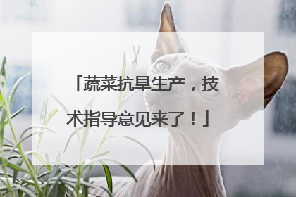 蔬菜抗旱生产，技术指导意见来了！