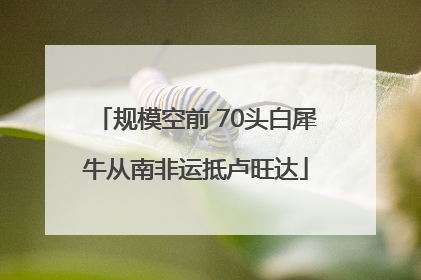 规模空前 70头白犀牛从南非运抵卢旺达