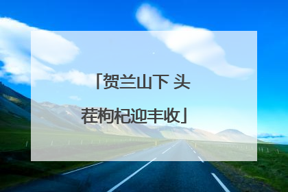 贺兰山下 头茬枸杞迎丰收