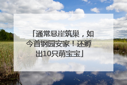 通常悬崖筑巢，如今首钢园安家！还孵出10只萌宝宝