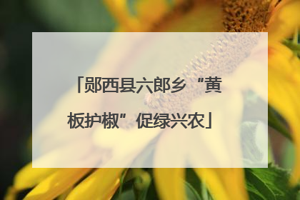 郧西县六郎乡“黄板护椒”促绿兴农