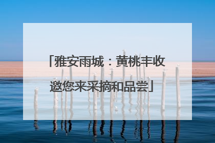 雅安雨城：黄桃丰收 邀您来采摘和品尝