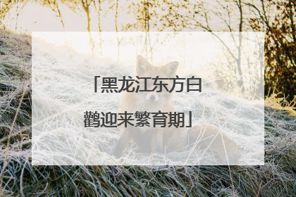 黑龙江东方白鹳迎来繁育期